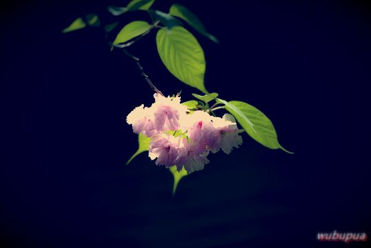 什么人追女生全靠砸钱花钱？